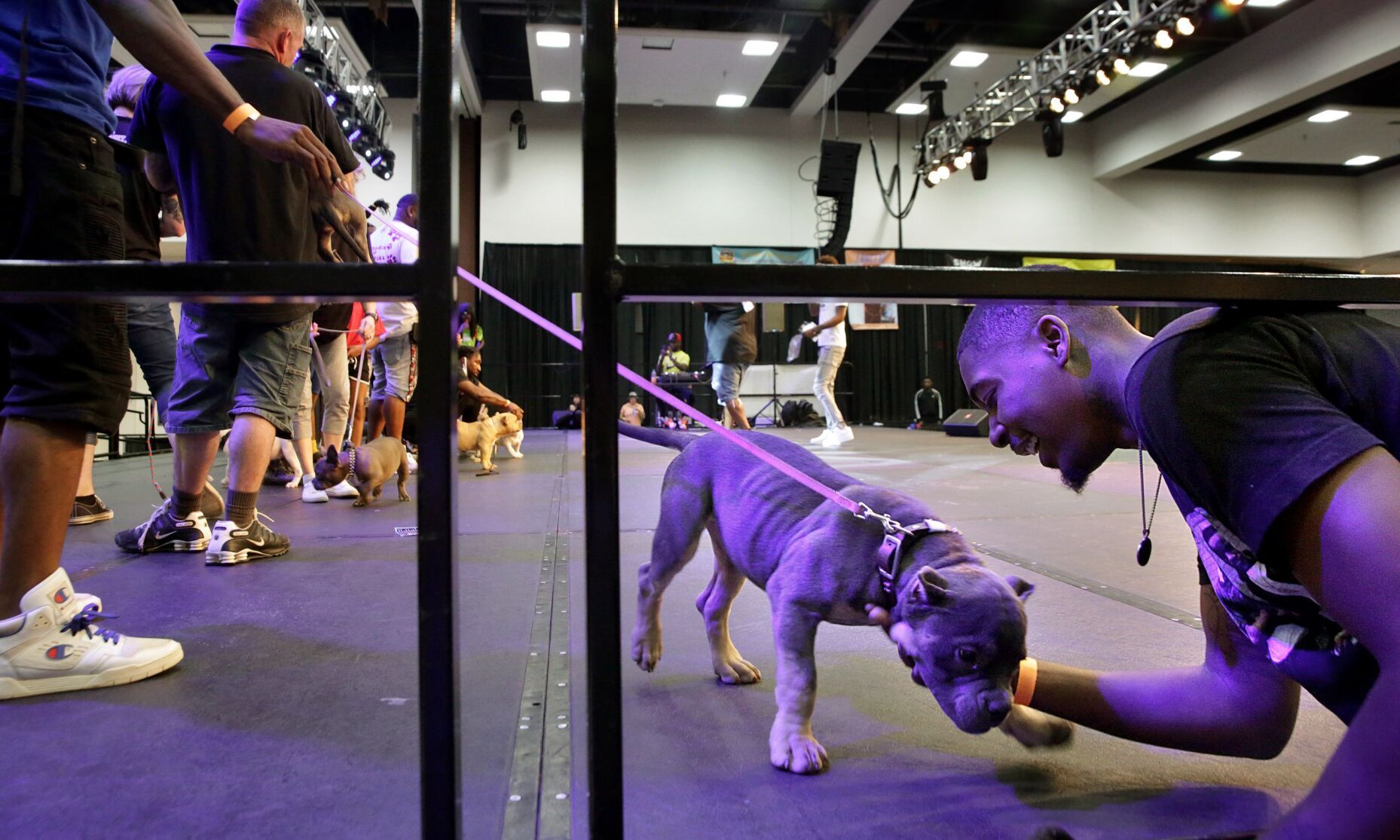 Show Me Bullz Dog Show